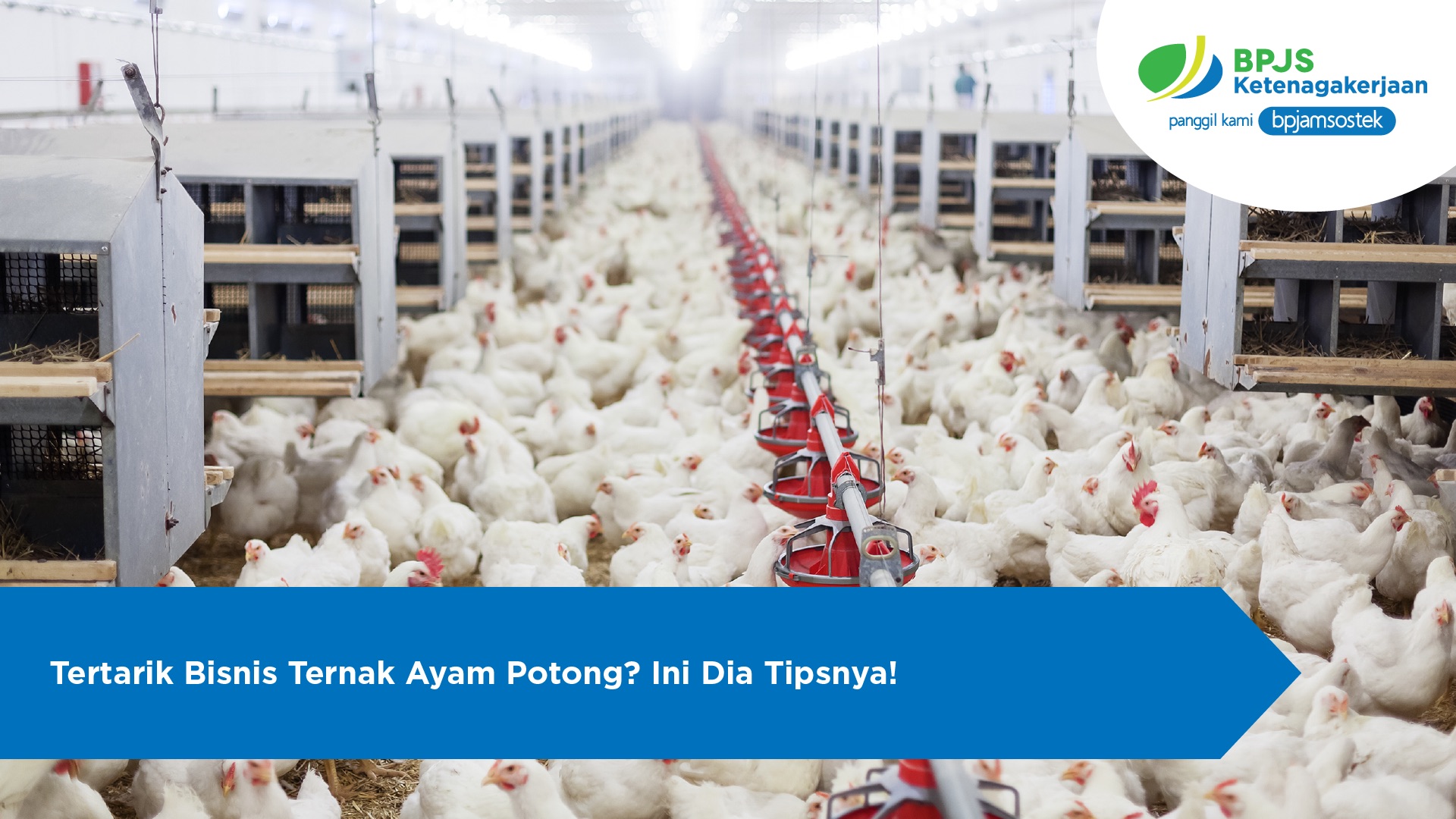 Tertarik Bisnis Ternak Ayam Potong? Ini Dia Tipsnya!